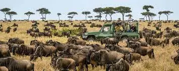 the-great-wildebeest-migration-20232024-a-natural-wonder-of-the-world-jpoa